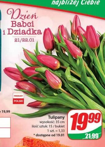 Dino Tulipany 35 cm oferta