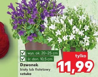 Kaufland Dzwonek fioletowy 10.5 cm oferta