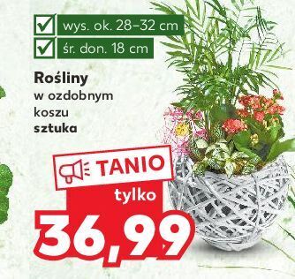 Kaufland Roślina w ozdobnym koszu 18 cm oferta