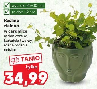 Kaufland Roślina zielona w ceramicznej doniczce oferta