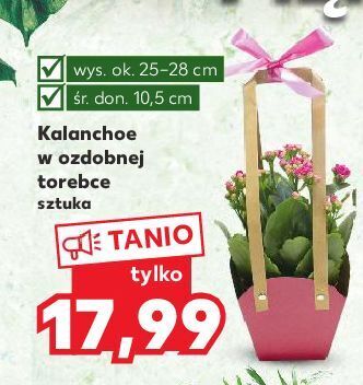 Kaufland Kalanchoe doniczka 10.5 cm oferta