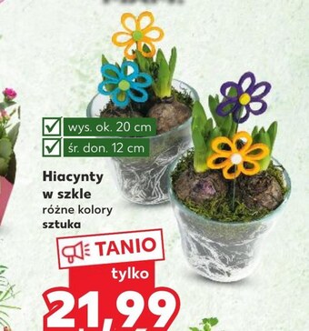 Kaufland Hiacynt oferta