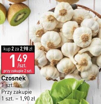 Stokrotka Czosnek, 1szt. oferta