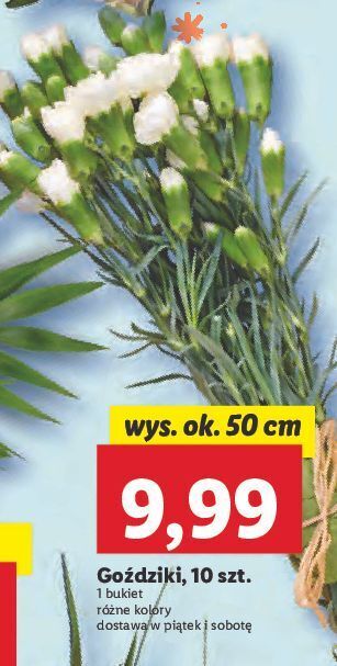 Lidl Goździki oferta