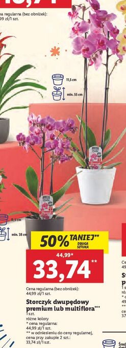 Lidl Storczyk multiflora 2 pędy oferta