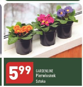 ALDI Pierwiosnek garden line oferta