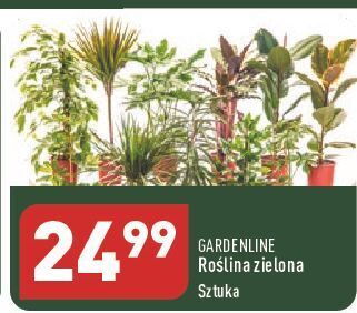 ALDI Roślina zielona garden line oferta