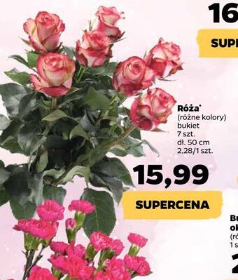 Netto Róża oferta