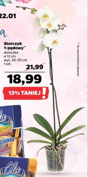 Netto Storczyk 1-pędowy oferta