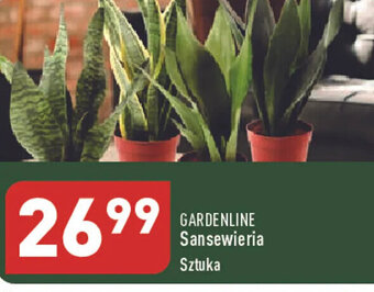 Gardenline Sansewieria