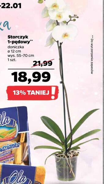 Netto Storczyk 1-pędowy don. 12 cm oferta