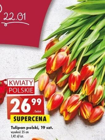 Biedronka Tulipan 35 cm oferta