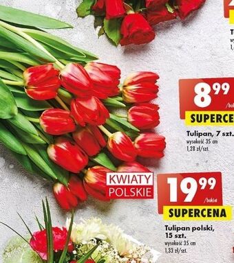 Biedronka Tulipany oferta