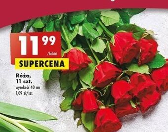 Biedronka Róże oferta