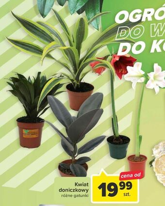 Carrefour Kwiat doniczkowy oferta