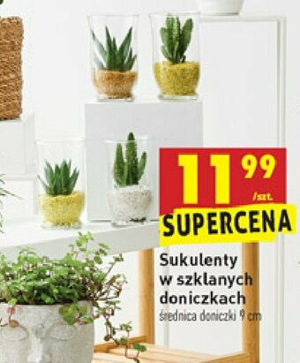 Biedronka Sukulent w szklanej doniczce 9 cm 1 SZT oferta