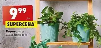 Biedronka Peperomia don. 11 cm oferta