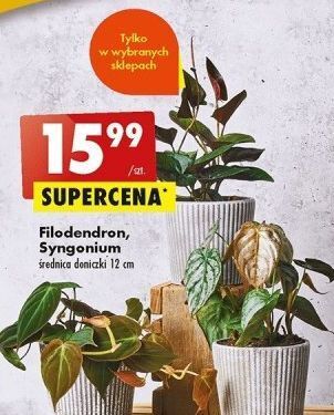 Biedronka Filodendron oferta