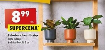 Biedronka Filodendron baby oferta