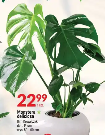 E.Leclerc Monstera deliciosa wys. 50 cm don. 14 rim kowalczyk oferta