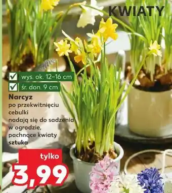 Kaufland Narcyz doniczka 9 cm oferta