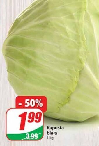 Dino Kapusta biała oferta
