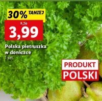Lidl Pietruszka w doniczce 1 SZT oferta