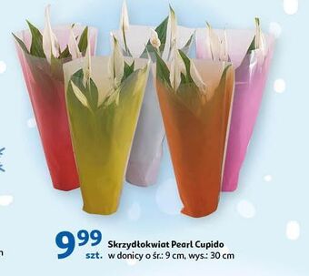 Auchan Skrzydłokwiat pearl cupido oferta