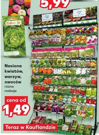 Kaufland Nasiona kwiatów oferta