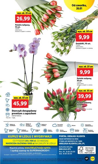 Lidl Goździki 50 cm oferta