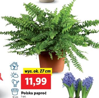 Lidl Paproć wys. 27 cm oferta