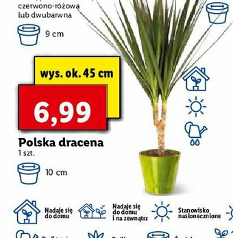 Lidl Dracena don. śr. 10 cm 1 SZT oferta