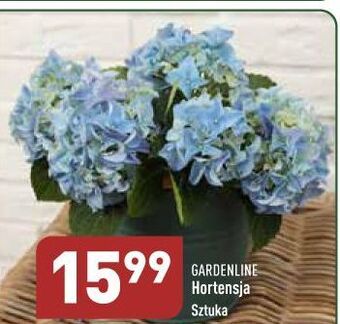 ALDI Hortensja garden line oferta