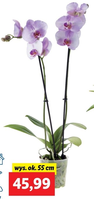 Lidl Storczyk oferta