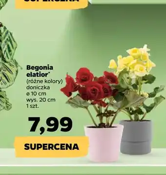 Netto Begonia elatior * oferta