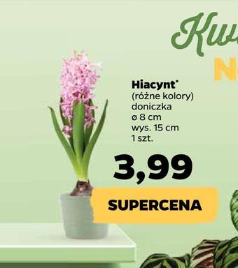 Hiacynt *