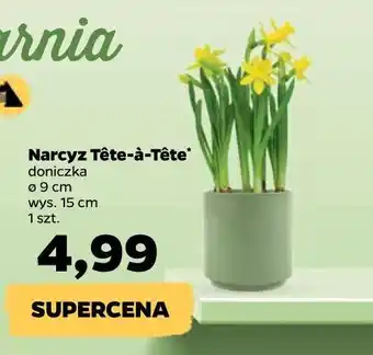 Netto Narcyz tete a żółte kwiaty oferta