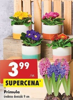 Biedronka Primula 9 cm oferta