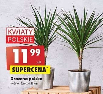 Biedronka Dracena w donicy 12 cm oferta