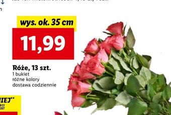 Lidl Róże 35 cm oferta