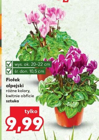 Kaufland Fiołek alpejski oferta