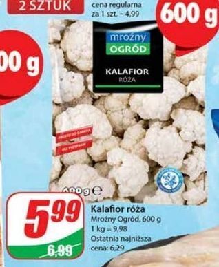 Dino Kalafior mroźny ogród oferta