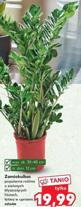 Kaufland Zamiokulkas oferta