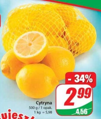 Dino Cytryna oferta