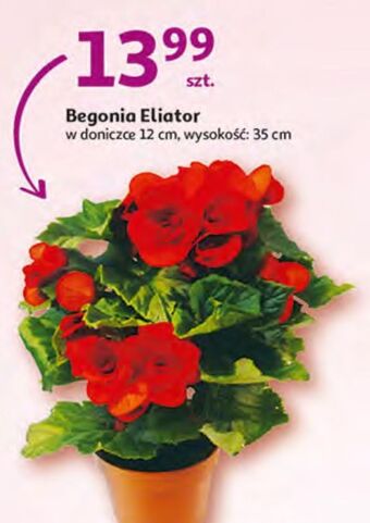 Auchan Begonia eliator don. 12 cm wys. 35 oferta