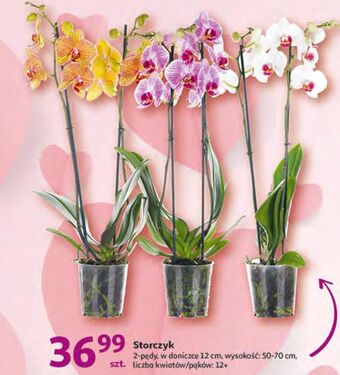 Auchan Storczyk 2 pędowy oferta