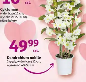 Auchan Dendrobium nobile oferta