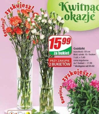 Dino Goździki 50 cm oferta