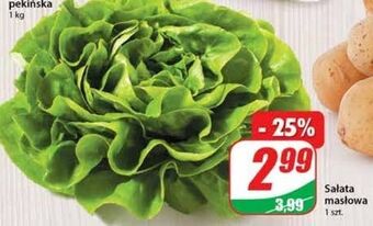 Dino Sałata masłowa oferta