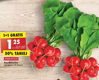 Biedronka Rzodkiewka oferta